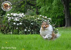 Owczarek Szetlandzki Sheltie - ZORKO SWEET FRIENDLY LITTLE BOY Surdykowska FCI ZORKO SWEET FRIENDLY LITTLE BOY - Zorko