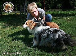 Owczarki Szetlandzkie Sheltie - Tosia i Princuś :) Tosia i Princuś