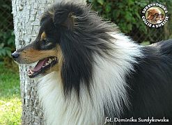 Heikko