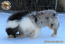 Kaja i Carouso
