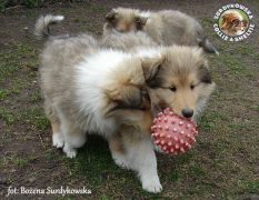 Owczarki Szkockie Collie 