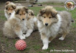 Owczarki Szkockie Collie 