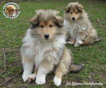 Owczarki Szkockie Collie 