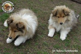 Owczarki Szkockie Collie 
