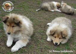 Owczarki Szkockie Collie 