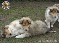 Owczarki Szkockie Collie 