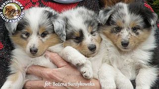Owczarki Szetlandzkie - blue merle :)