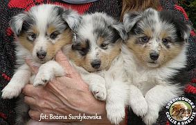 Owczarki Szetlandzkie - blue merle :)