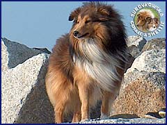 Kubuś