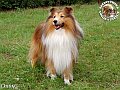 Cedryk