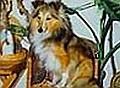 CIRCA Gwiazda Zatraty - prababcia Cedryka