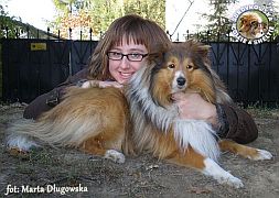 Owczarek Szetlandzki Sheltie - FABER Surdykowska FCI Faber z Karoliną