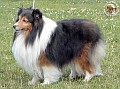 QUEST KING Asketila - tata Faberka