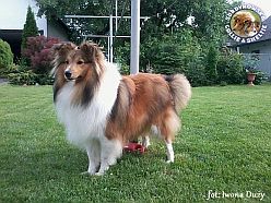 Zorko 