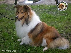 Zorko