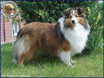 Owczarek Szetlandzki Sheltie - MŁ.CH.PL. FRANIA Surdykowska FCI Frania - zdjęcie główne