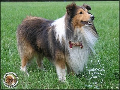 Owczarek Szetlandzki Sheltie - CH.PL.; MŁ.CH.PL. GHANDI Surdykowska FCI - Mistrz Polski Agility!!! Ghandi - zdjęcie główne