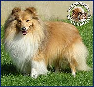 Owczarek Szetlandzki Sheltie - CH.N.; MŁ.CH.N. AMOR MICKY from Lady Lucia Murphy tata