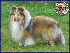 Owczarek Szetlandzki Sheltie - CH.PL. DINKY ze Skalni vyhlidky Dinky tata