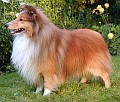 Marnham MONTANNER - prapradziadek Lady
