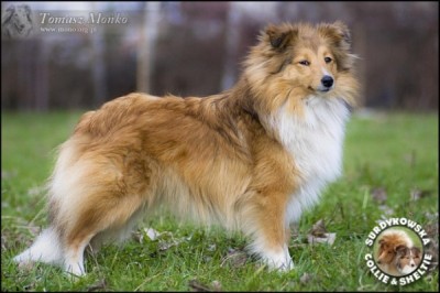 Owczarek Szetlandzki Sheltie - LUSIA AMOR MICKY Surdykowska FCI Lusia - zdjęcie główne