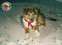 BONZO - Bonzo  :)