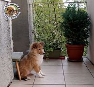 GAJA - Gaja  :)