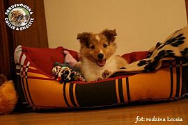 LEOŚ AMOR MICKY - Leoś  :)