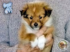 PANCHO - Pancho :)