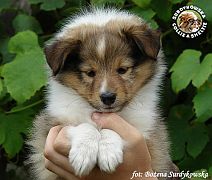 ZORKO SWEET FRENDLY LITTLE BOY - Zorko  :)