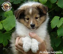 ZORKO SWEET FRIENDLY LITTLE BOY - Zorko :)