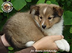 ZORKO SWEET FRENDLY LITTLE BOY - Zorko  :)