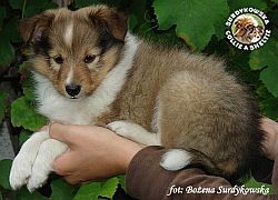 ZORKO SWEET FRIENDLY LITTLE BOY - Zorko  :)