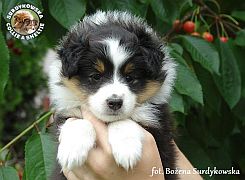 BEAUTIFUL PRINCE STONE - Benio  :)
