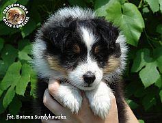 BEAUTIFUL PRINCE STONE - Benio  :)