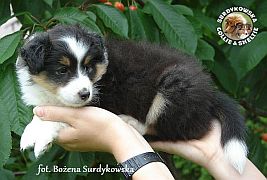 BEAUTIFUL PRINCE STONE - Benio  :)