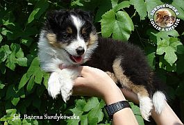 BEAUTIFUL PRINCE STONE - Benio  :)