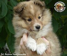 EMIL THE LITTLE PRINCE - Emilek  :)