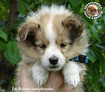 Owczarek Szetlandzki Sheltie  - piesek :)