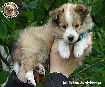 Owczarek Szetlandzki Sheltie  - piesek :)