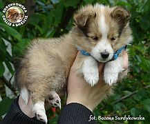 Owczarek Szetlandzki Sheltie  - piesek :)