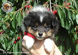 JUST REMEMBER RED ROSE - Jolie  :)