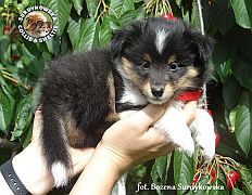 JUST REMEMBER RED ROSE - Jolie  :)