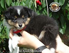 JUST REMEMBER RED ROSE - Jolie  :)