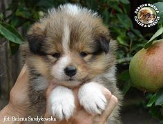 Owczarki Szetlandzkie Sheltie  - suczka :)