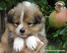 Owczarki Szetlandzkie Sheltie  - suczka :)