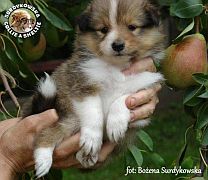 Owczarki Szetlandzkie Sheltie  - suczka :)
