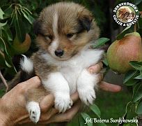 Owczarki Szetlandzkie Sheltie  - suczka :)