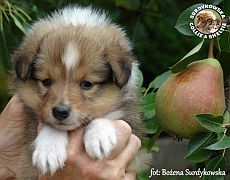 Owczarek Szetlandzki Sheltie  - piesek :)
