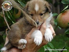 Owczarek Szetlandzki Sheltie  - piesek :)